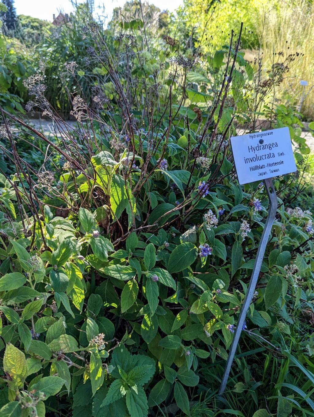 Hydrangea involucrata habit