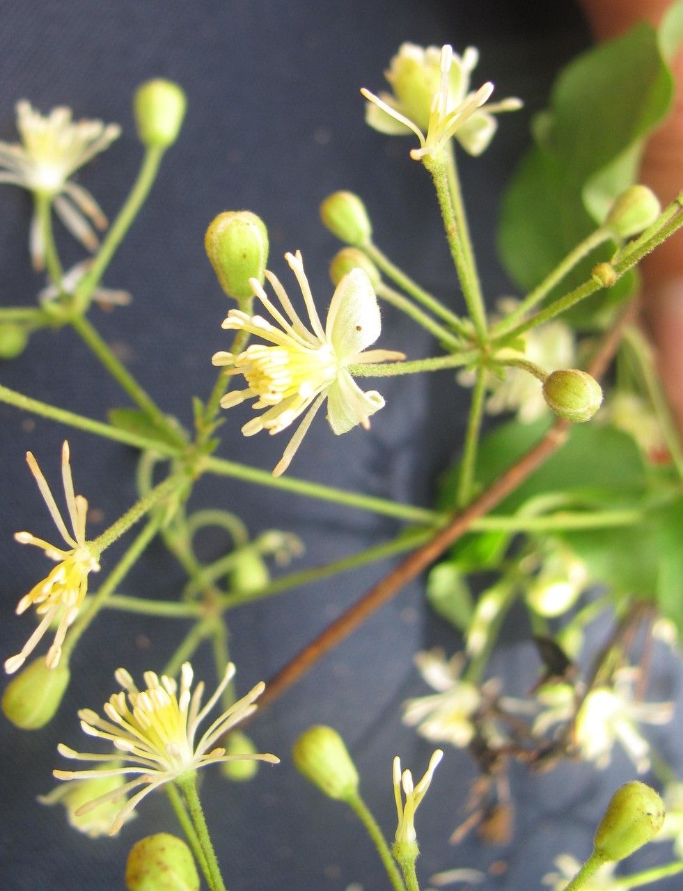 Clematis guadeloupae other