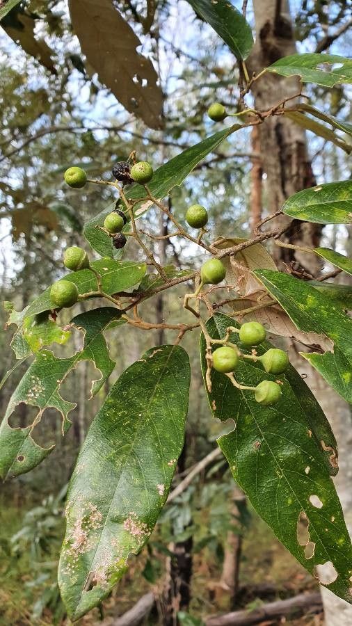 Alphitonia excelsa fruit