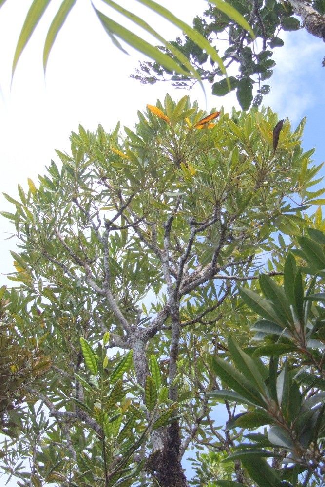 Plerandra veilloniorum habit