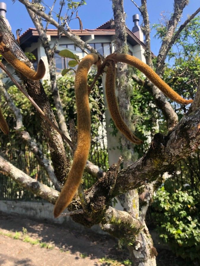 Cassia abbreviata fruit