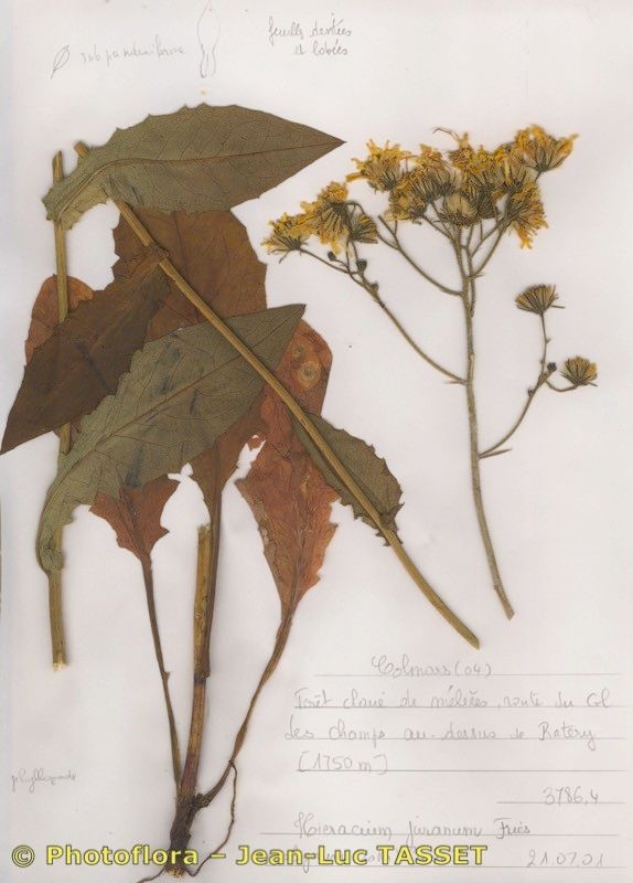 Hieracium jurassicum habit