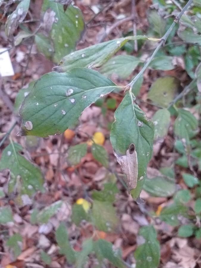 Zenobia pulverulenta leaf