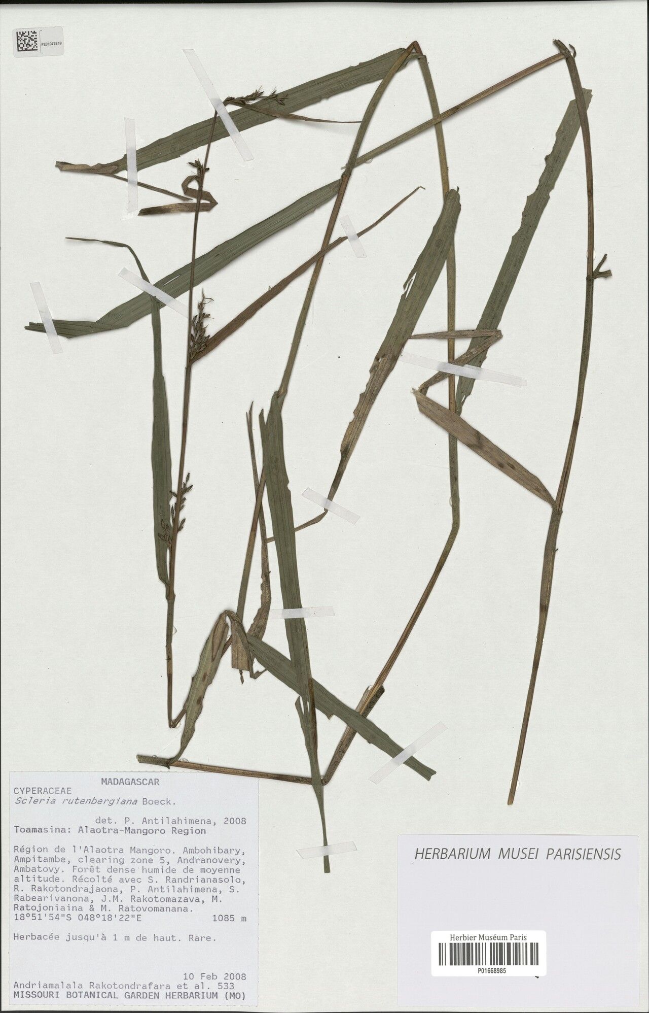 Scleria rutenbergiana — houseplant care guide