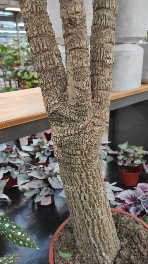 Heteropanax chinensis bark