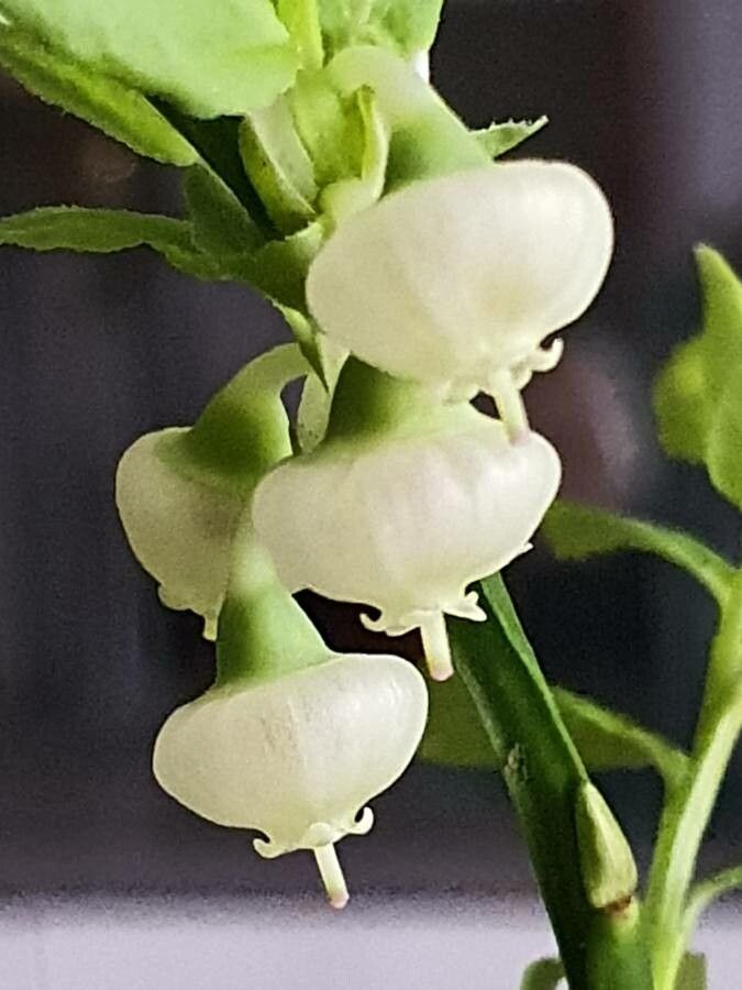 Vaccinium uliginosum flower
