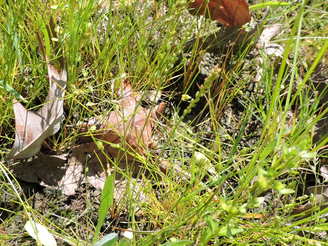 Plantago heterophylla — search result for 'Plantago'