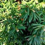 Taxus canadensis