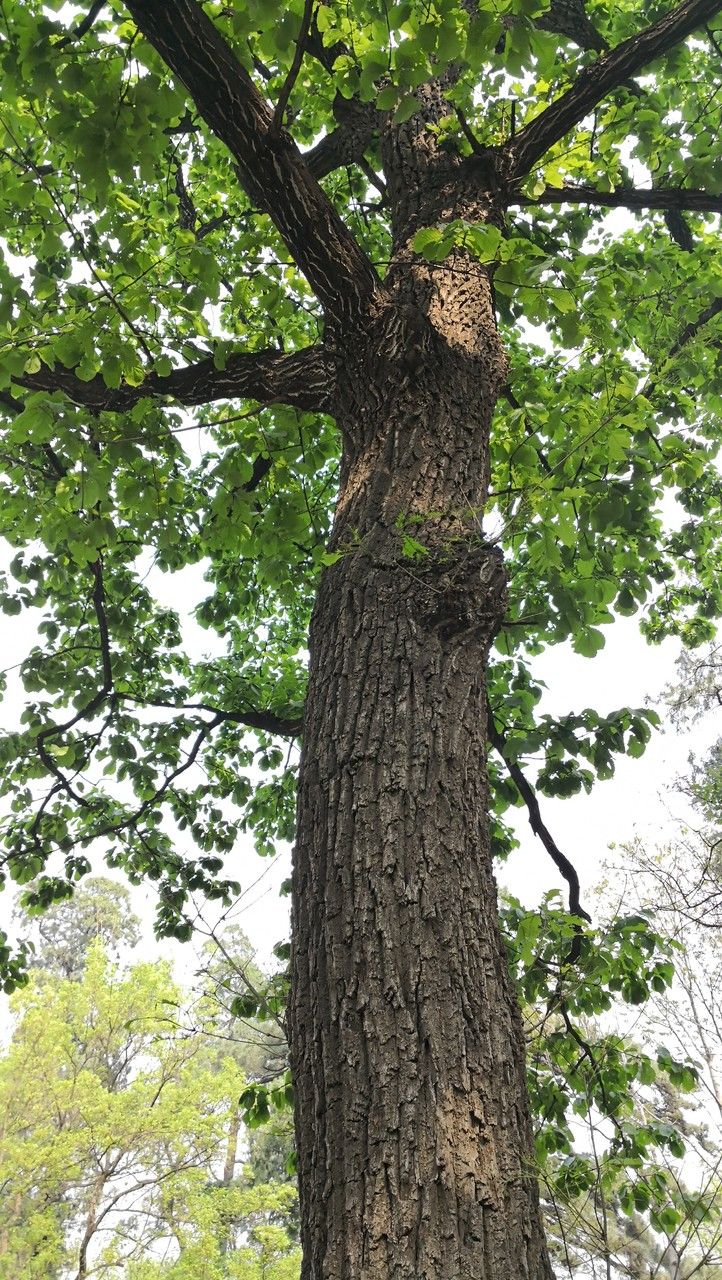 Quercus mongolica habit