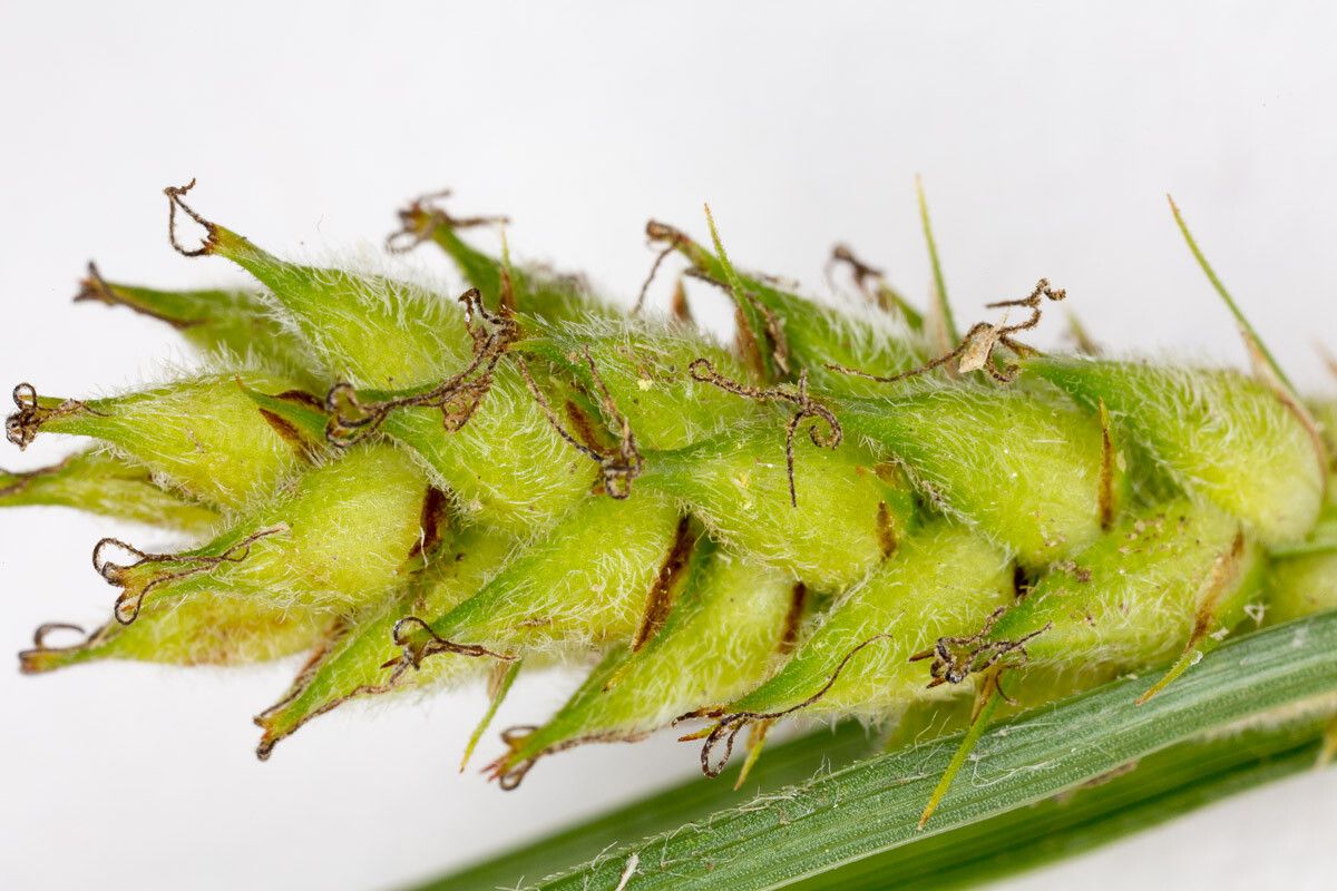 Carex hirta fruit