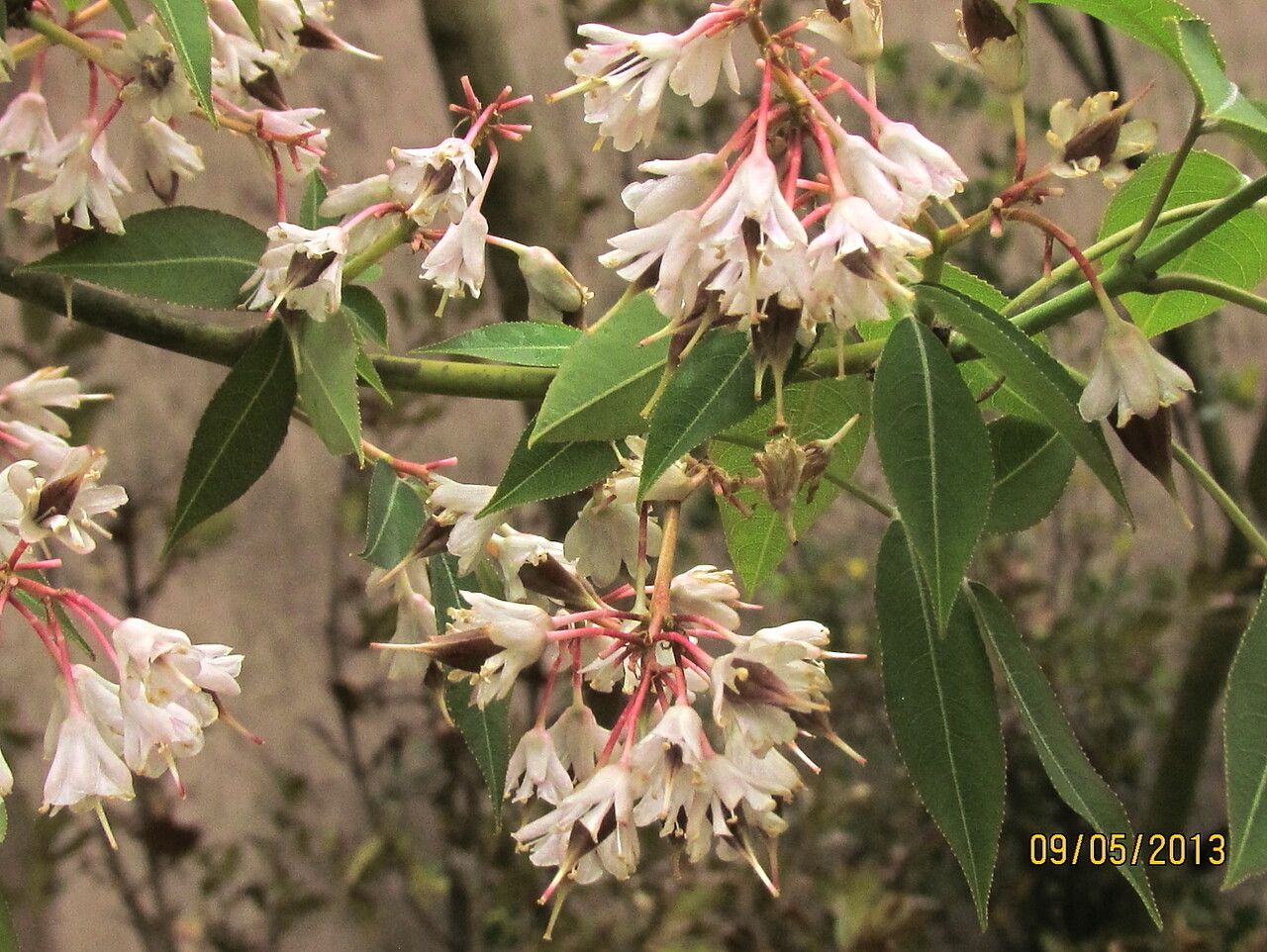 Staphylea holocarpa flower