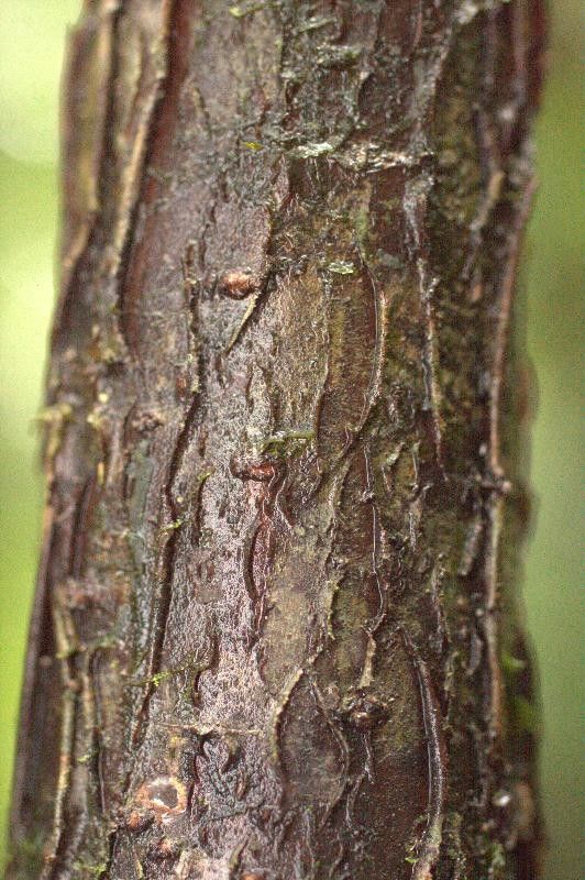 Hymenolobium flavum bark