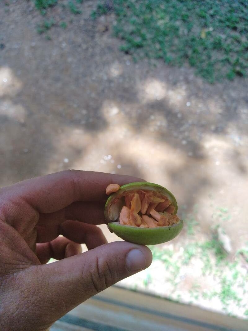 Tabernaemontana undulata fruit