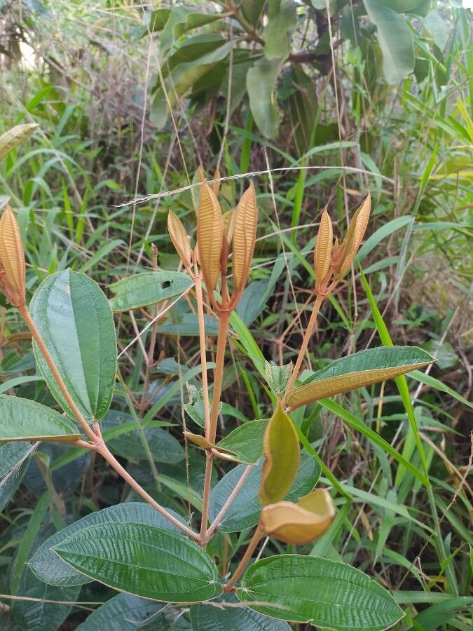 Miconia punctata — houseplant care guide