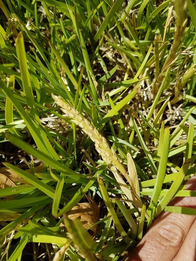 Cenchrus clandestinus fruit