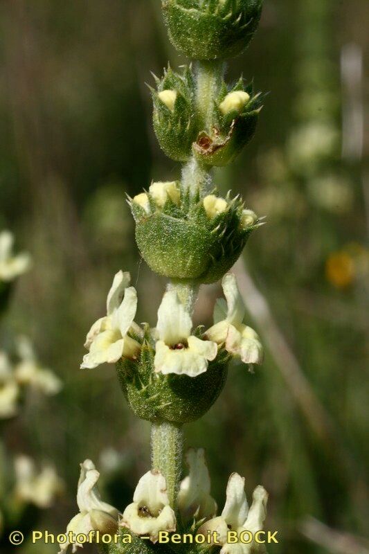 Sideritis algarviensis flower