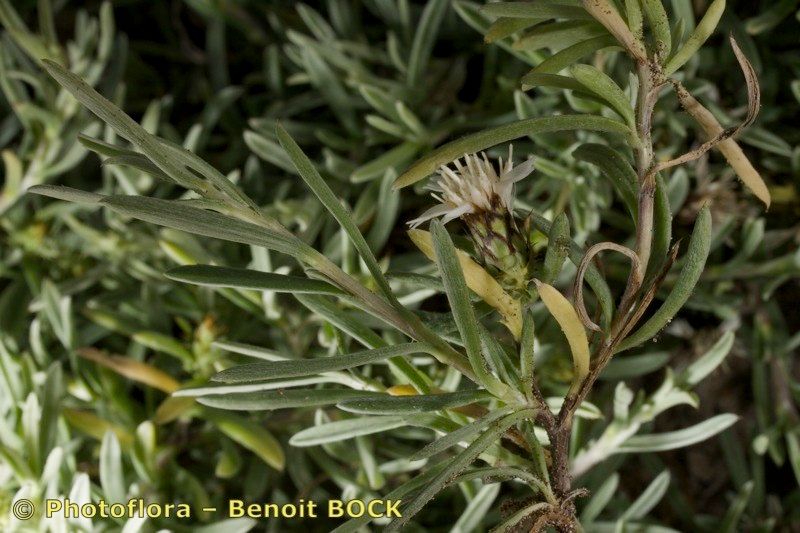 Atractylis arbuscula fruit
