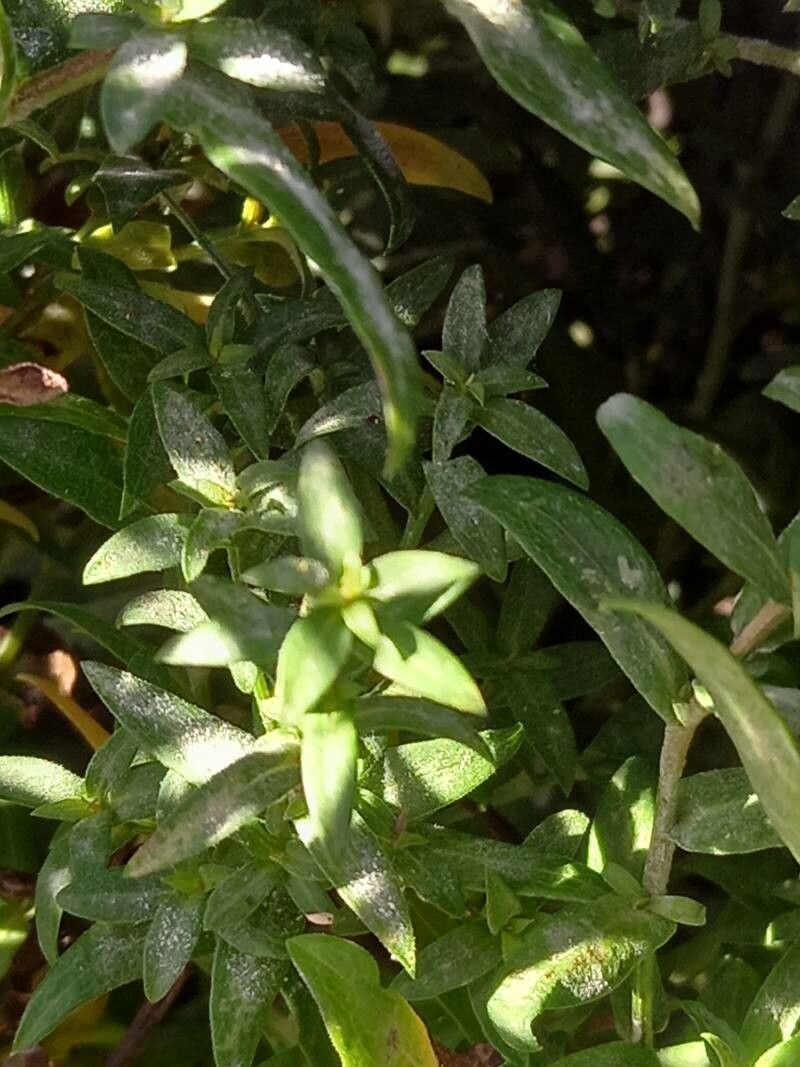 Symphyotrichum dumosum — search result for 'Symphyotrichum'