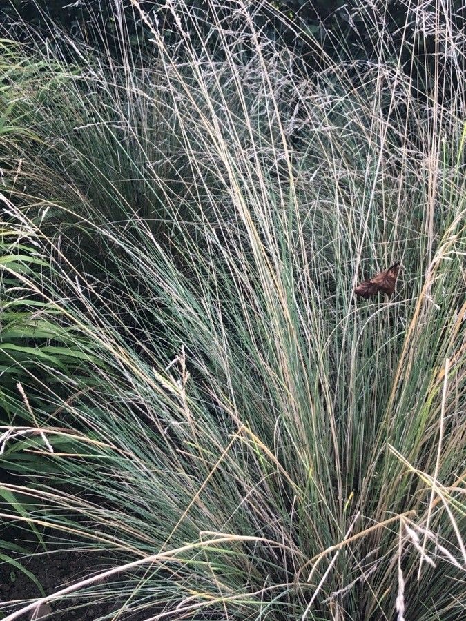 Poa labillardierei leaf