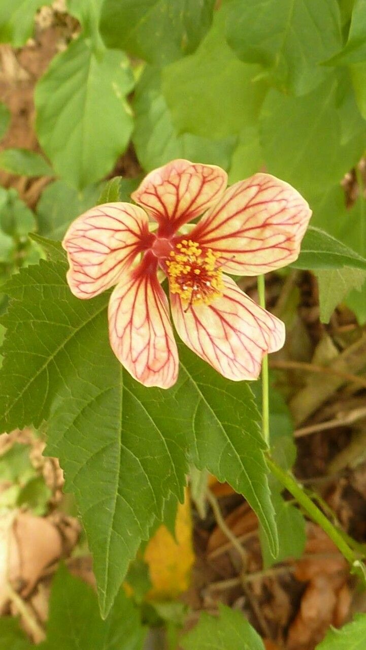 Hibiscus boryanus flower