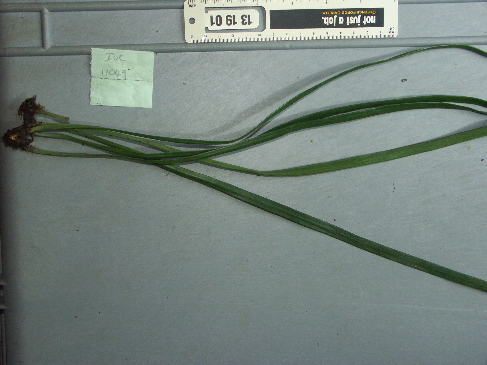 Vittaria elongata — related species from the same genus