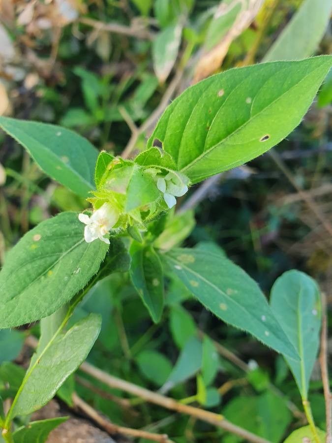 Asystasia mysorensis leaf