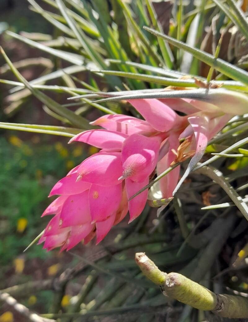 Tillandsia stricta flower