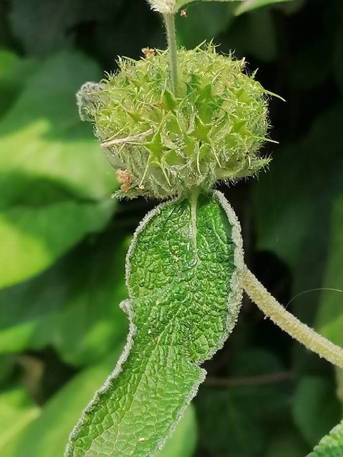 Phlomis purpurea fruit
