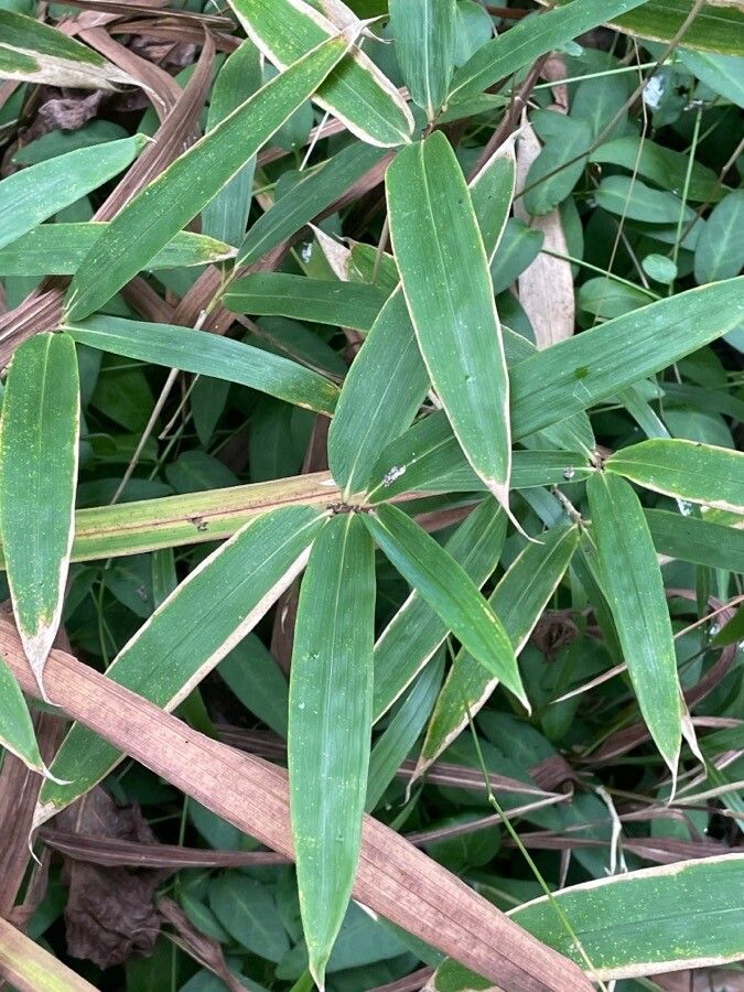 Pleioblastus viridistriatus