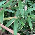 Pleioblastus viridistriatus