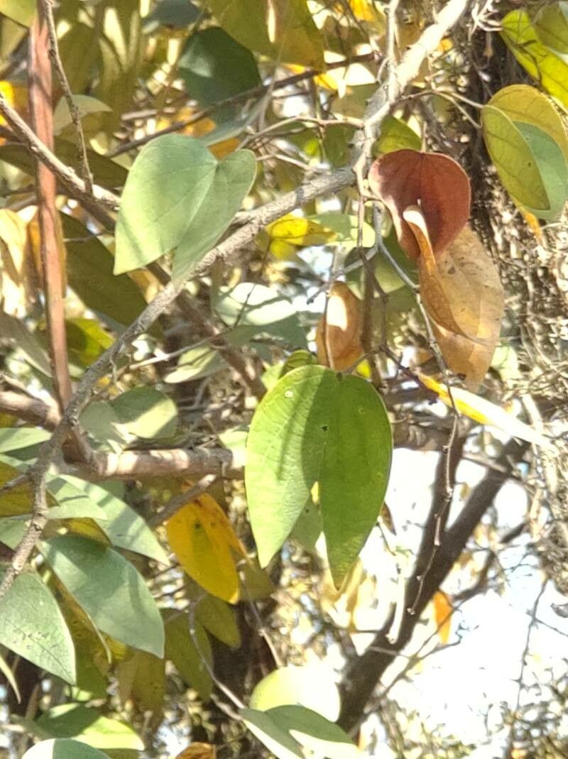 Bauhinia cupulata — houseplant care guide