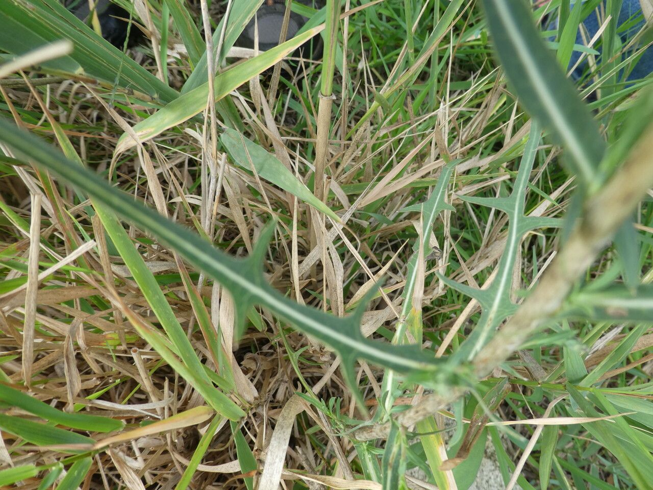 Lactuca saligna — search result for 'Eurasia'