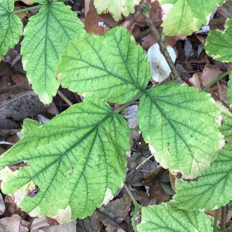 Rubus deliciosus — search result for 'Rubus'