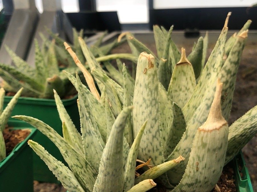 Aloe rauhii — search result for 'Aloe'