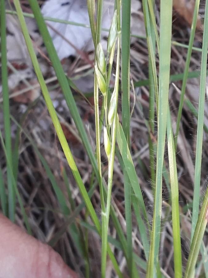 Danthonia decumbens leaf