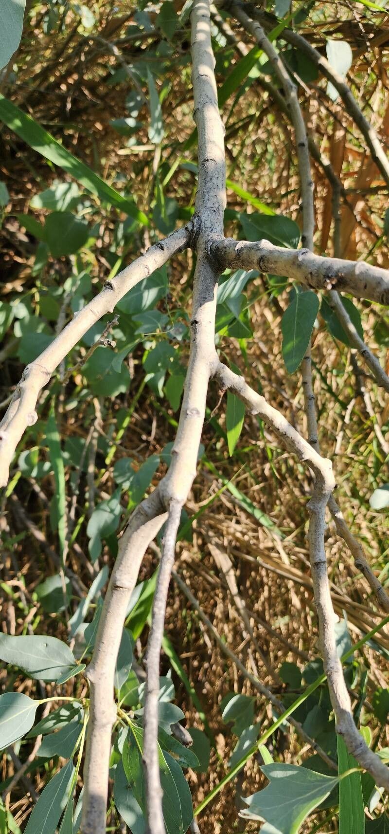 Populus euphratica bark