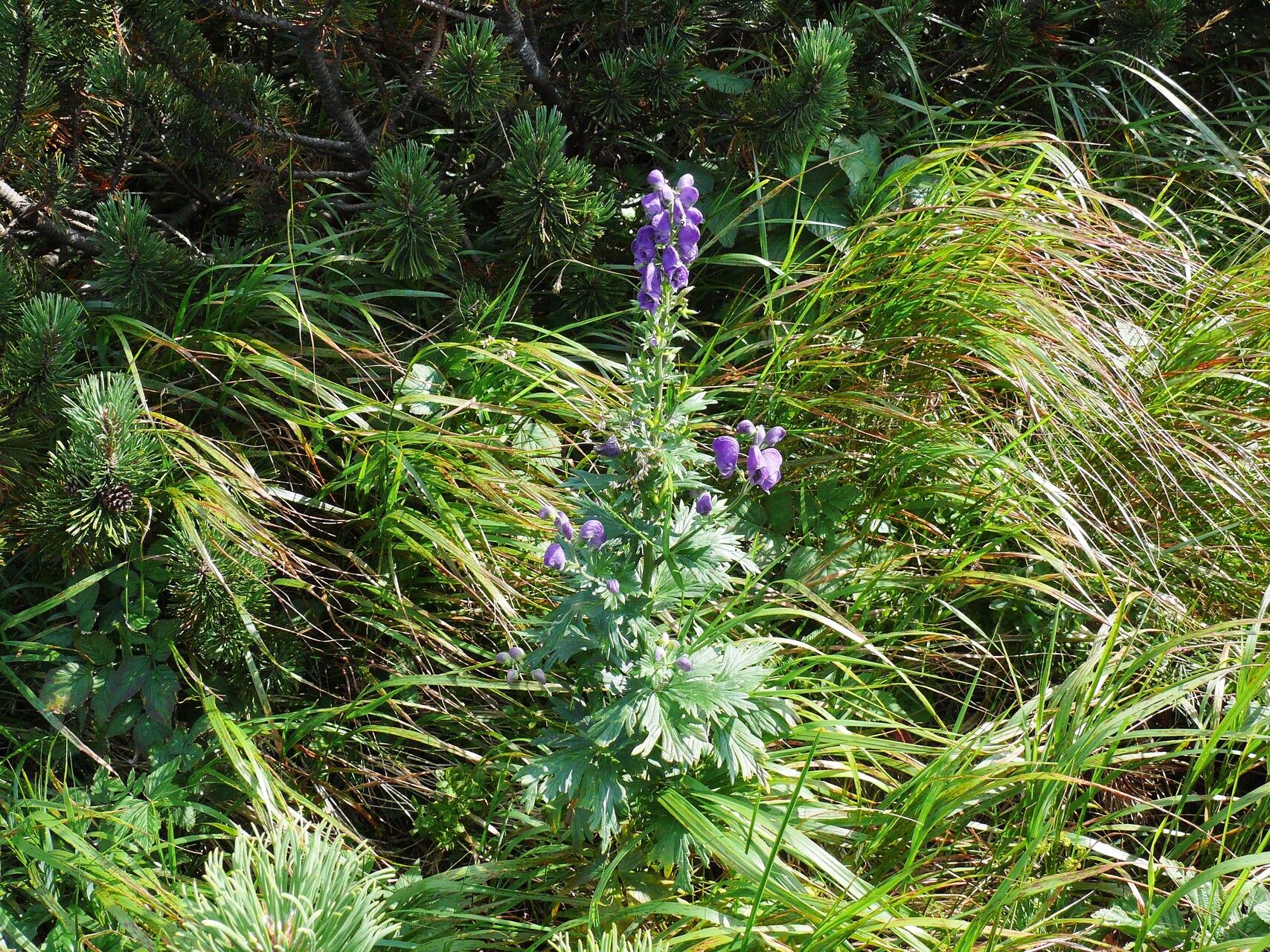 Aconitum firmum flower