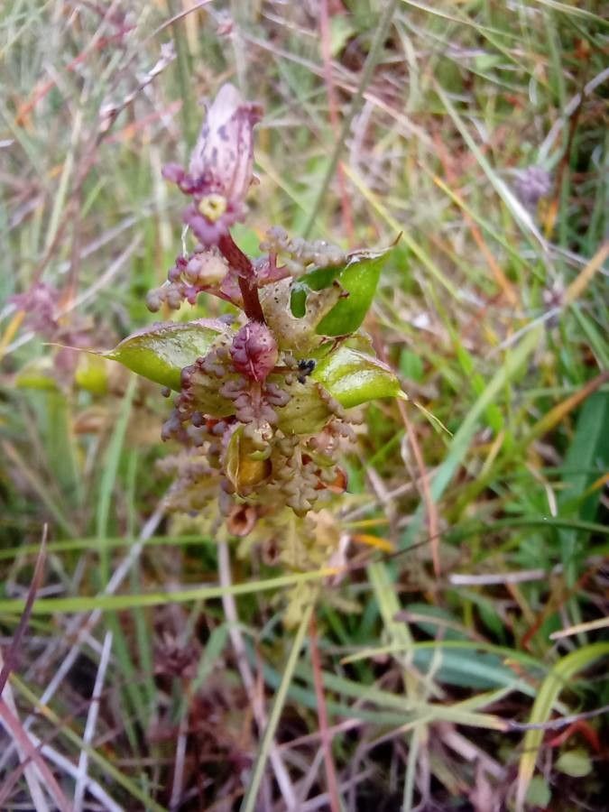 Pedicularis palustris fruit