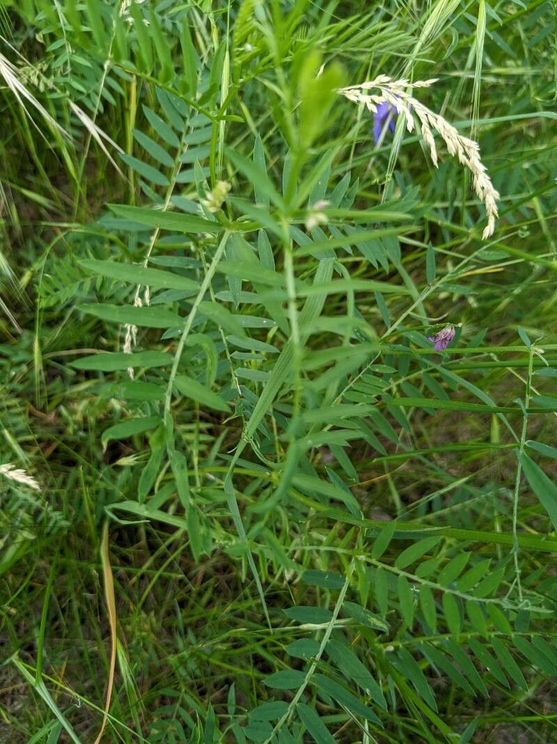 Vicia tenuifolia — search result for 'Fabaceae'