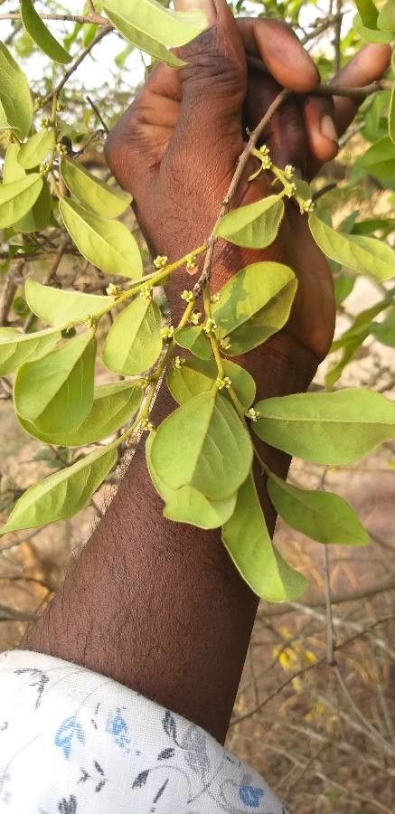 Grewia monticola fruit