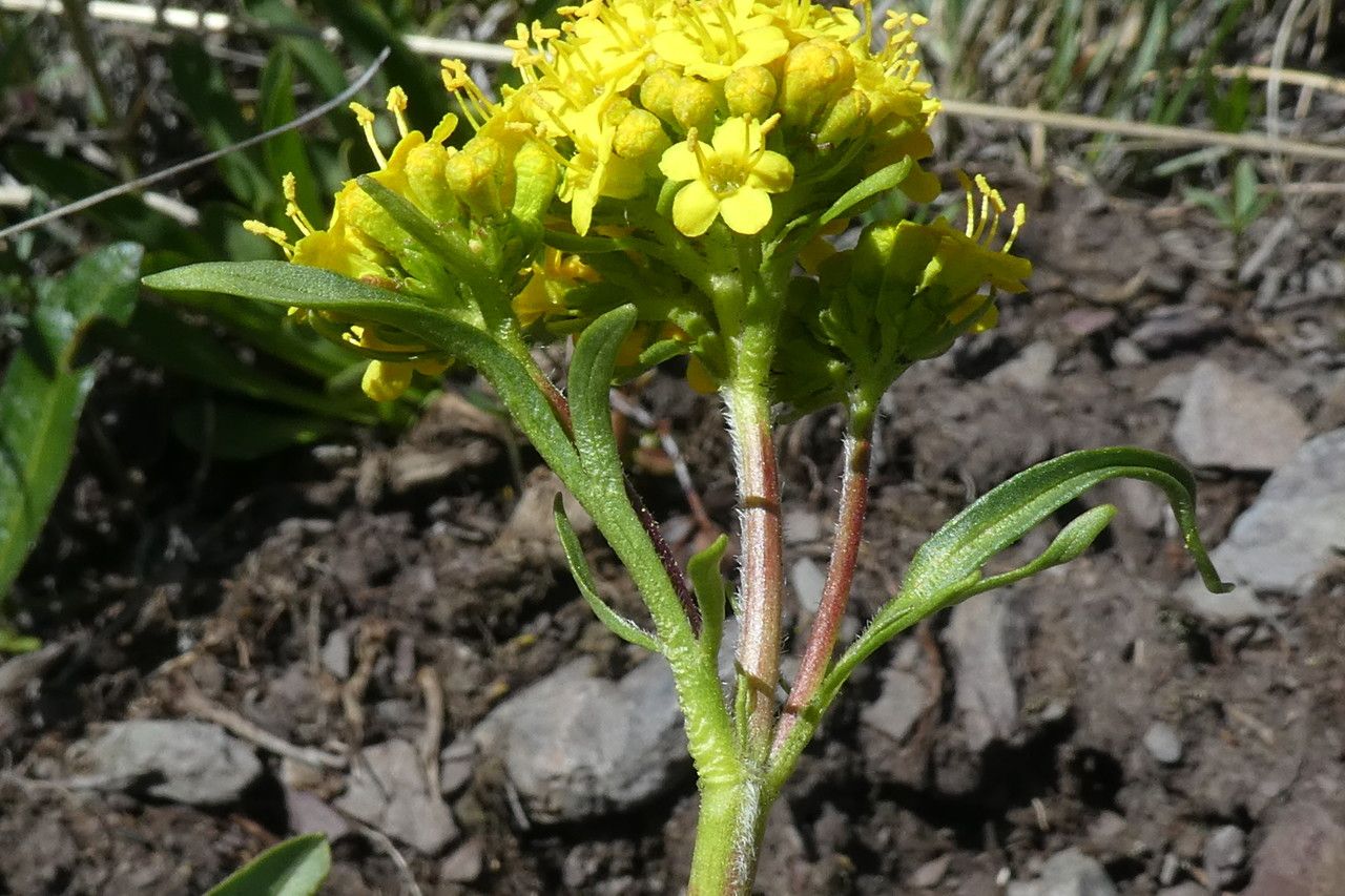 Patrinia sibirica flower