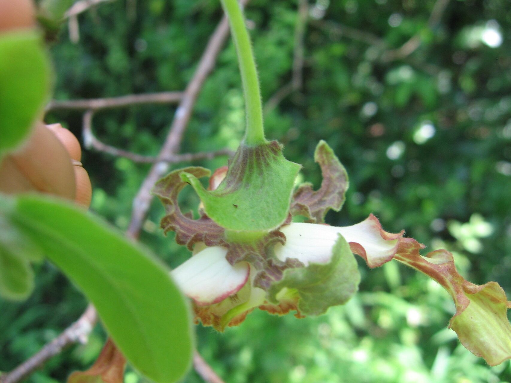 Monodora grandidieri flower