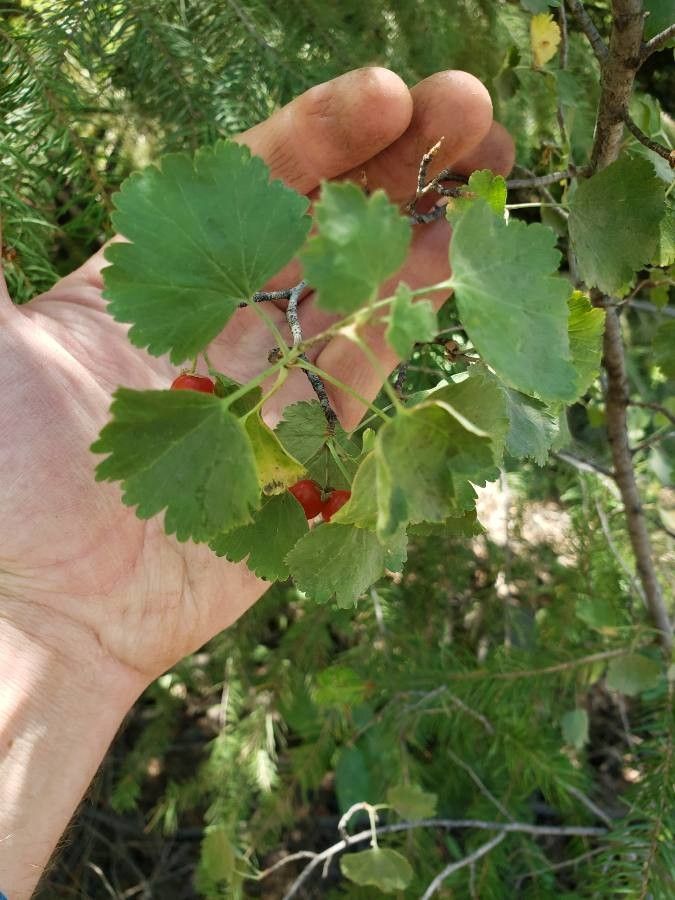 Ribes cereum — search result for 'Ribes'