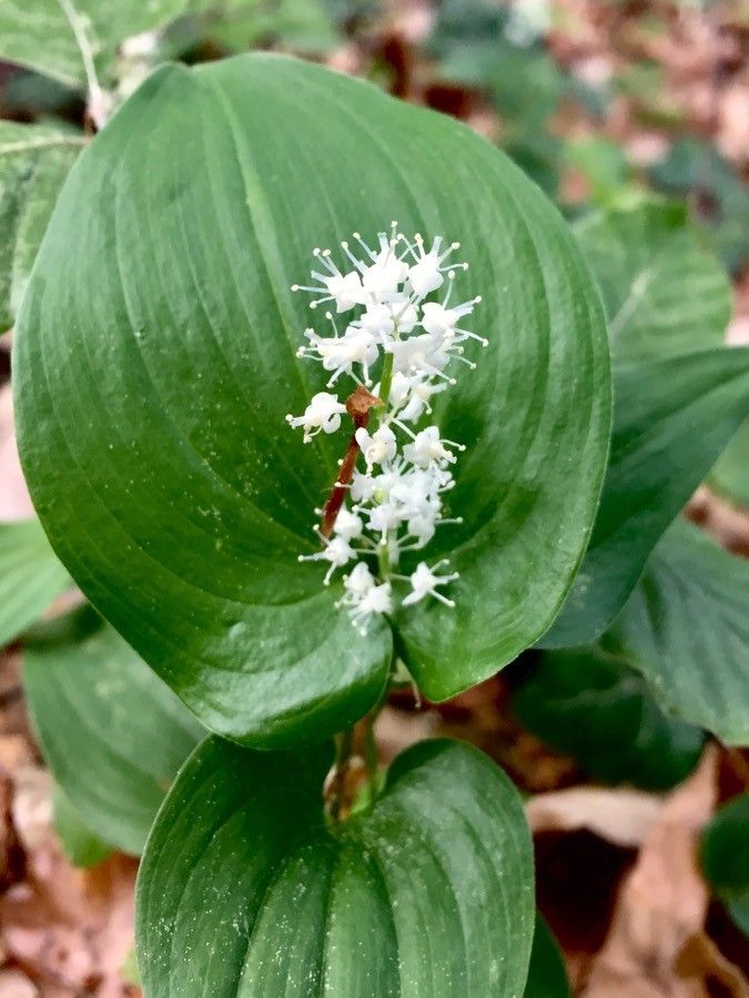 Maianthemum bifolium flower