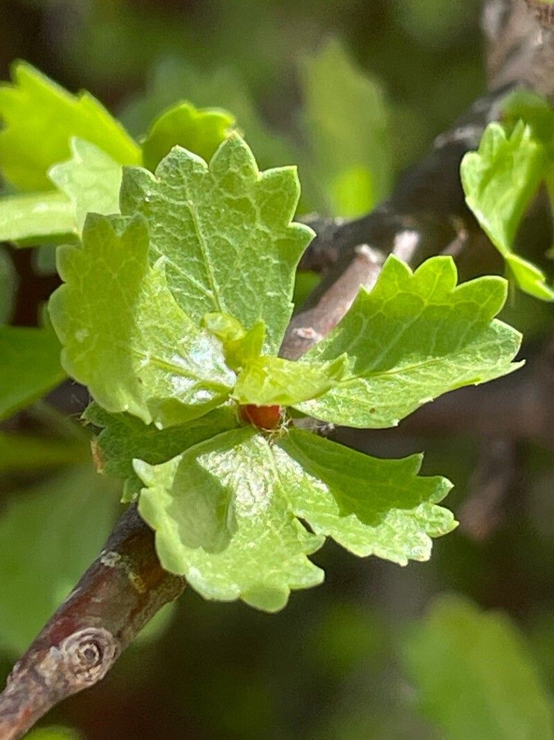 Commiphora kua — houseplant care guide