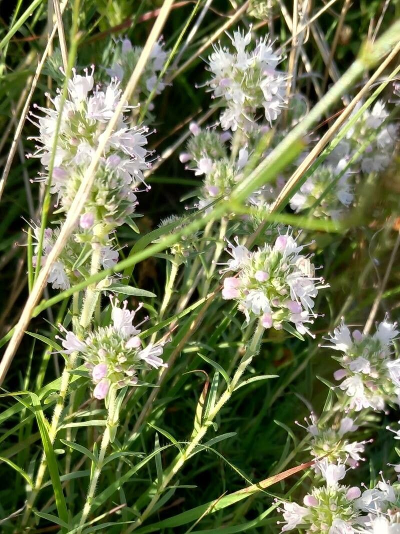 Thymus atticus flower