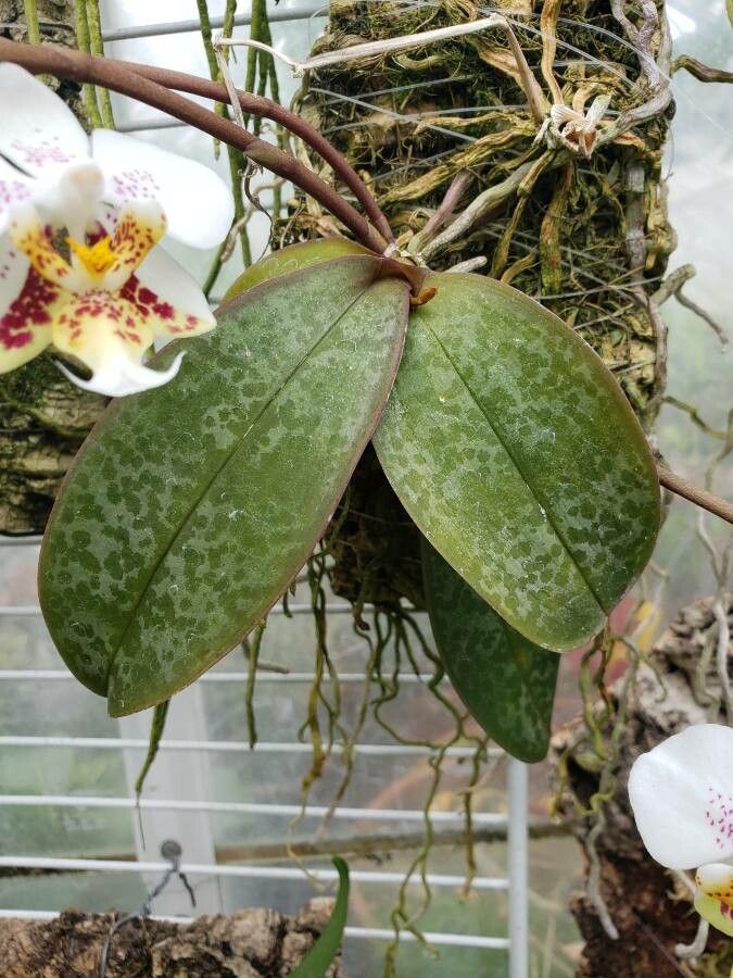 Phalaenopsis stuartiana — houseplant care guide