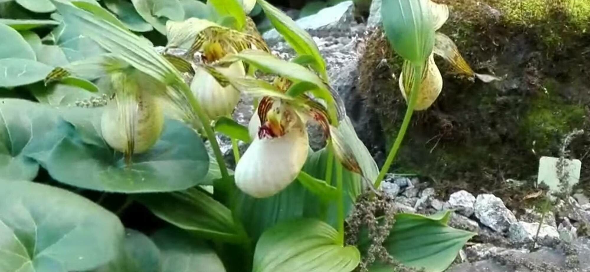 Cypripedium farreri — search result for 'Cypripedium'