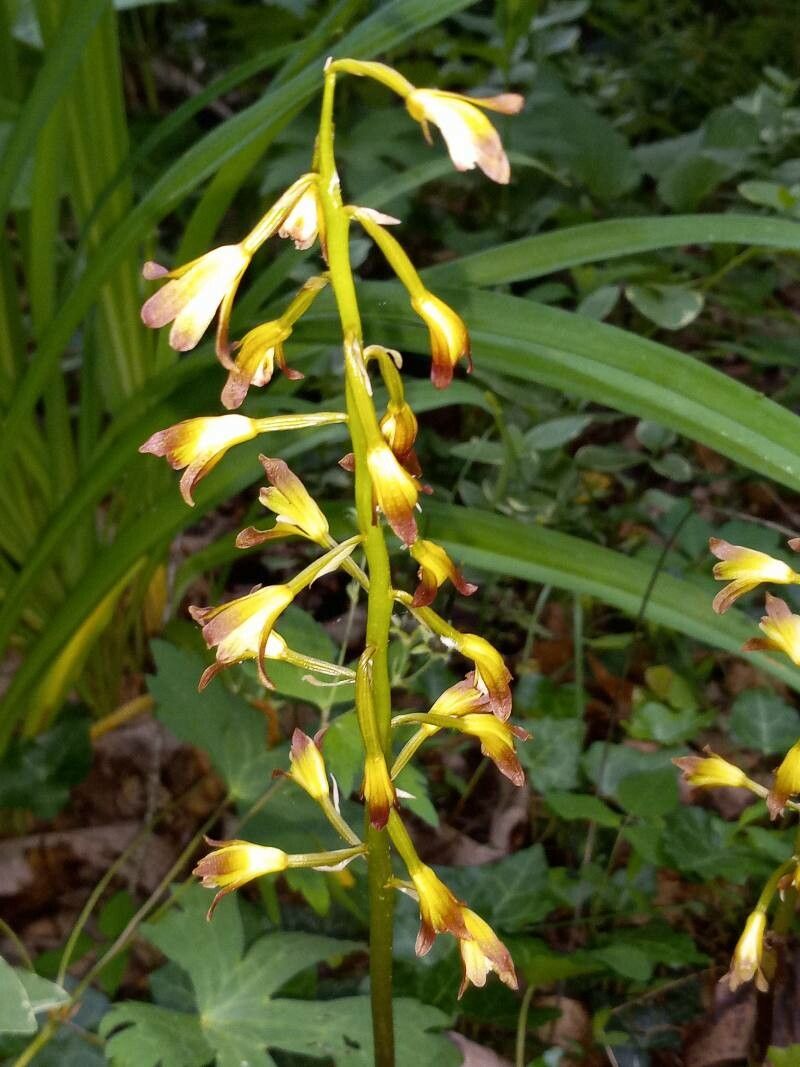Aplectrum hyemale flower
