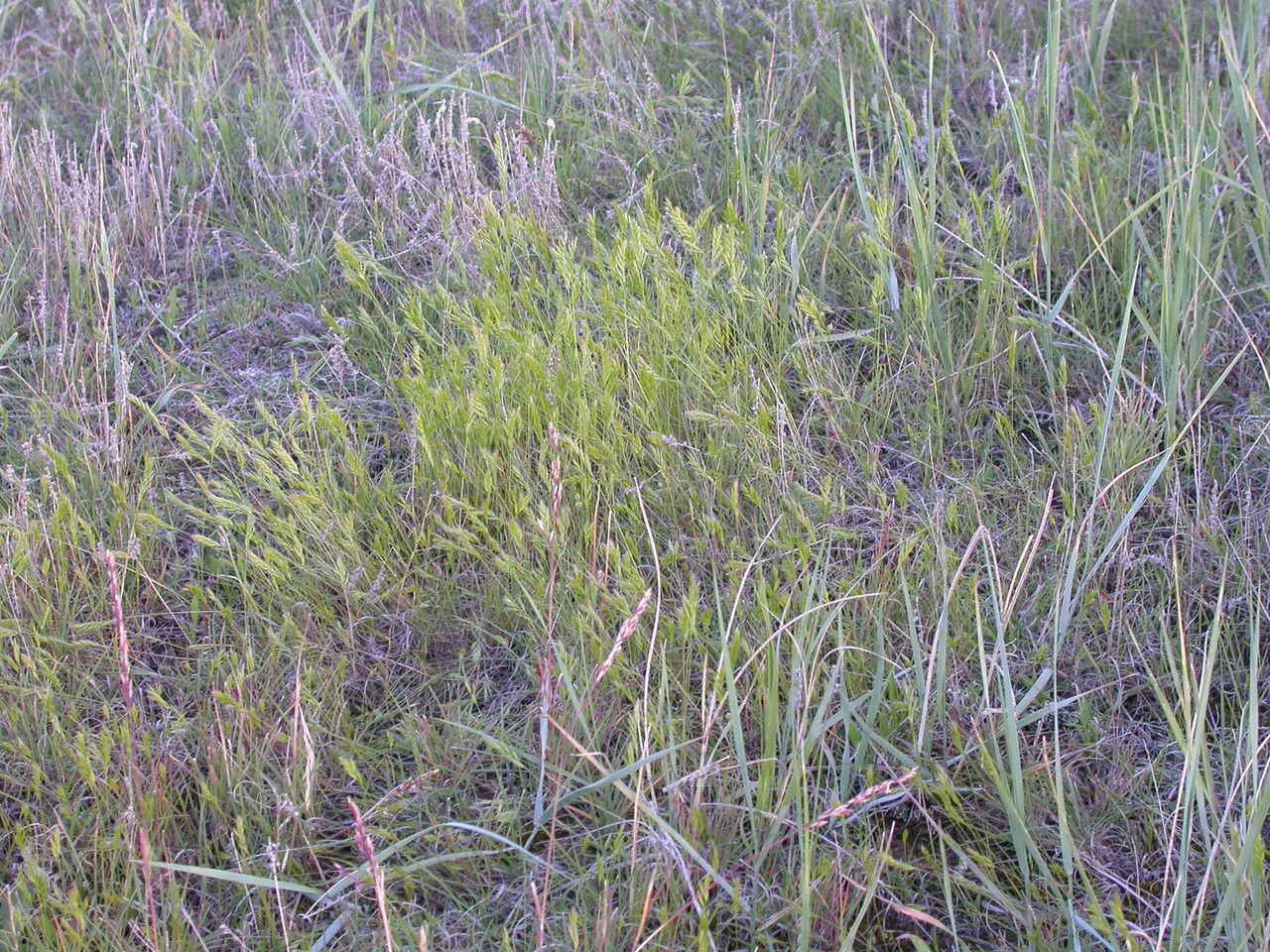 Vulpia octoflora habit